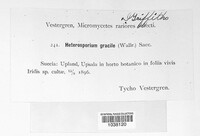 Cladosporium iridis image